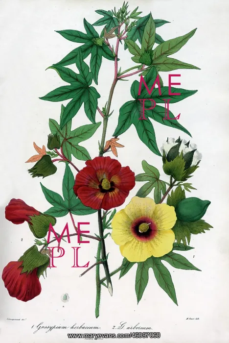 : Levant and Tree cotton : Levant and Tree cotton
