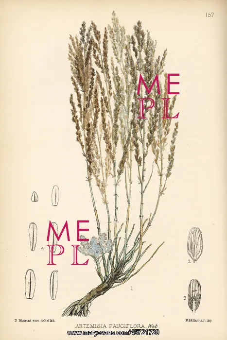 : Levant wormseed, Artemisia pauciflora : Levant wormseed, Artemisia pauciflora