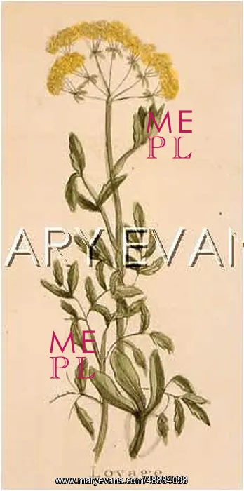  : LEVISTICUM OFFICINALIS