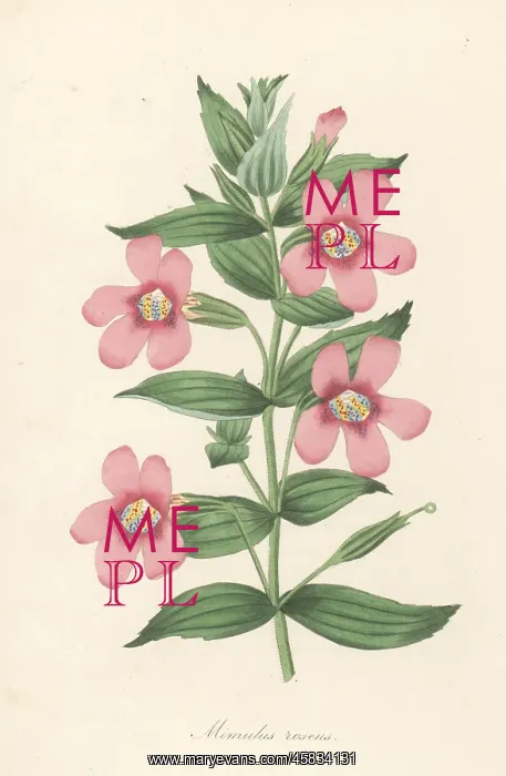  : Lewis monkeyflower, Erythranthe lewisii