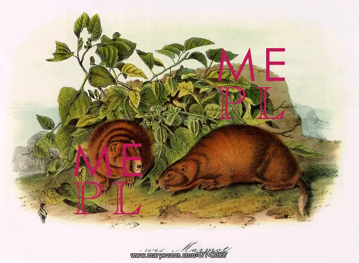  : Lewis's Marmots