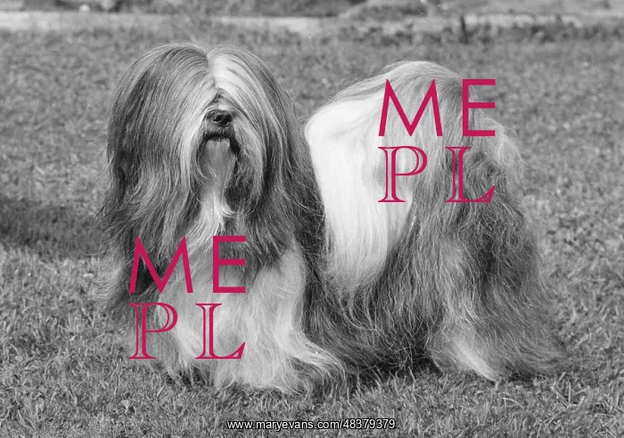: Lhasa Apso Ch Cheska Alexander of Sternroc : Lhasa Apso Ch Cheska Alexander of Sternroc