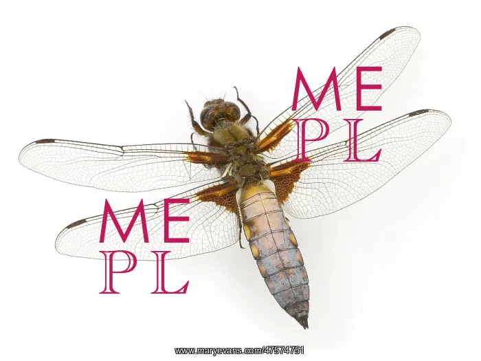 : Libellula depressa, broad-bodied chaser : Libellula depressa, broad-bodied chaser