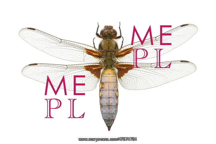 : Libellula depressa, broad-bodied chaser : Libellula depressa, broad-bodied chaser