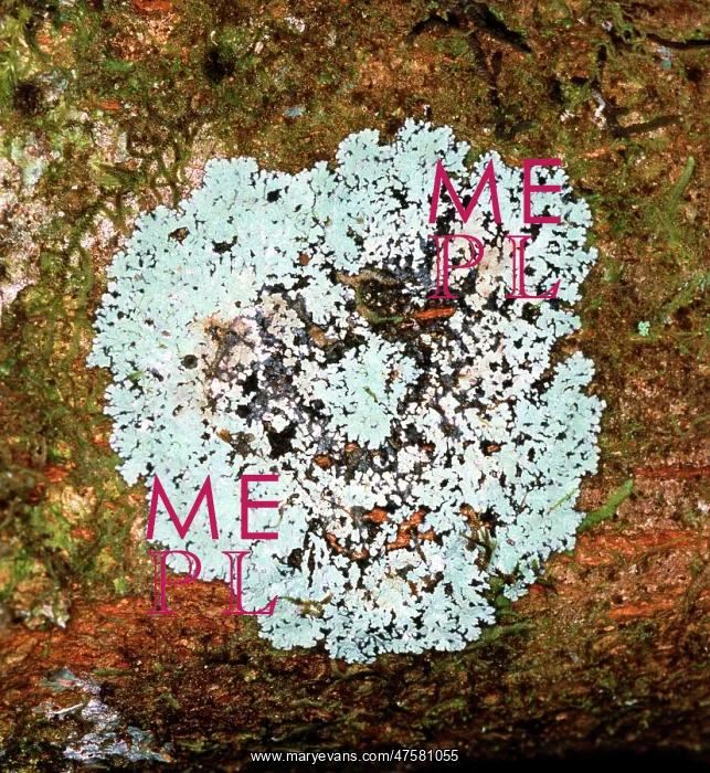 : Lichen. This is an example of one of Sri Lanka's very rich diversity of lichens : Lichen. This is an example of one of Sri Lanka's very rich diversity of lichens