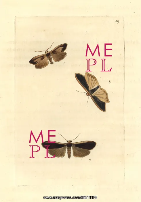 : Lichen moths and scarce footman : Lichen moths and scarce footman
