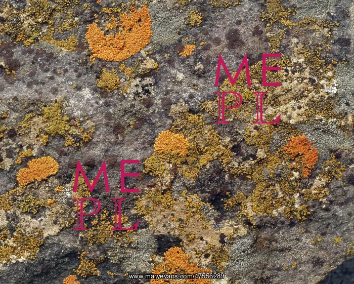 : Lichens result from an intimate relationship between a fungus : Lichens result from an intimate relationship between a fungus