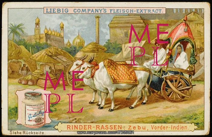 : LIEBIG ZEBU : LIEBIG ZEBU