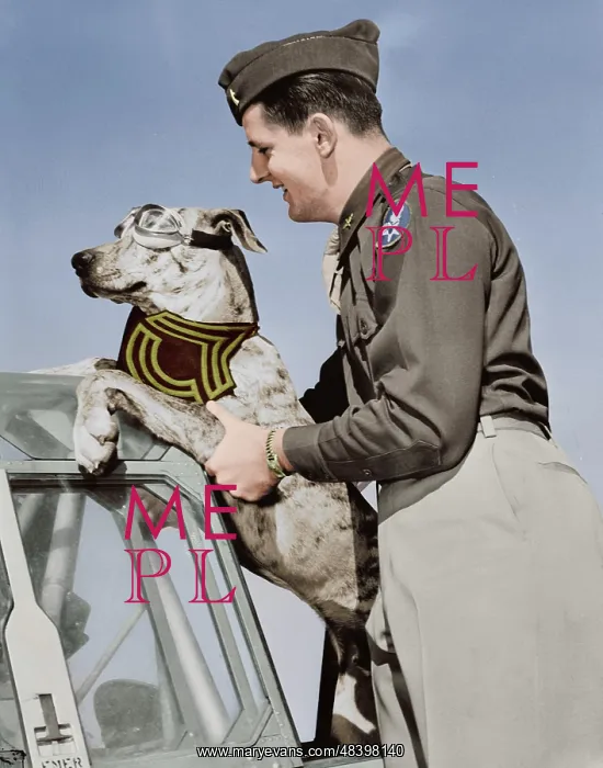 : Lieutenant lifting his Great Dane into a plane, circa 1942 : Lieutenant lifting his Great Dane into a plane, circa 1942