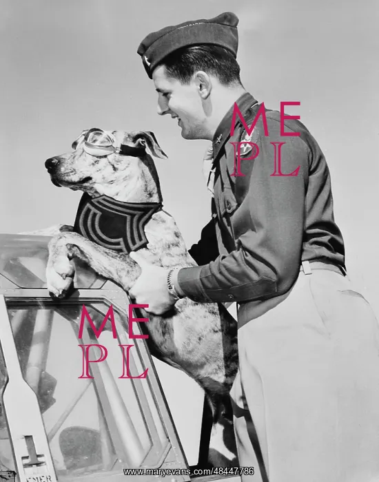 : Lieutenant lifting his Great Dane into a plane, circa 1942 : Lieutenant lifting his Great Dane into a plane, circa 1942