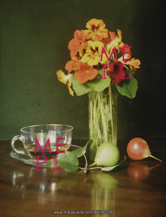 : Still life : Still life