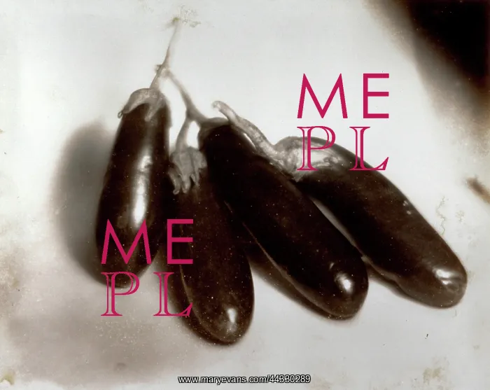: Italy. Still life with eggplants (aubergines) : Italy. Still life with eggplants (aubergines)