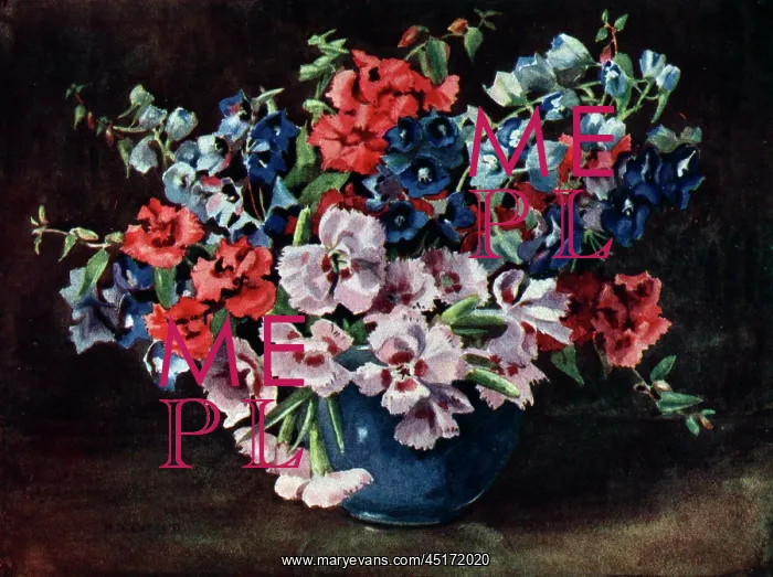 : Still Life Flowers : Still Life Flowers