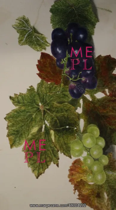 : Still life of grapes : Still life of grapes