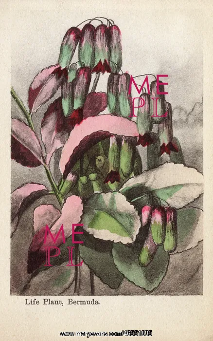 : Life Plant, Bermuda : Life Plant, Bermuda
