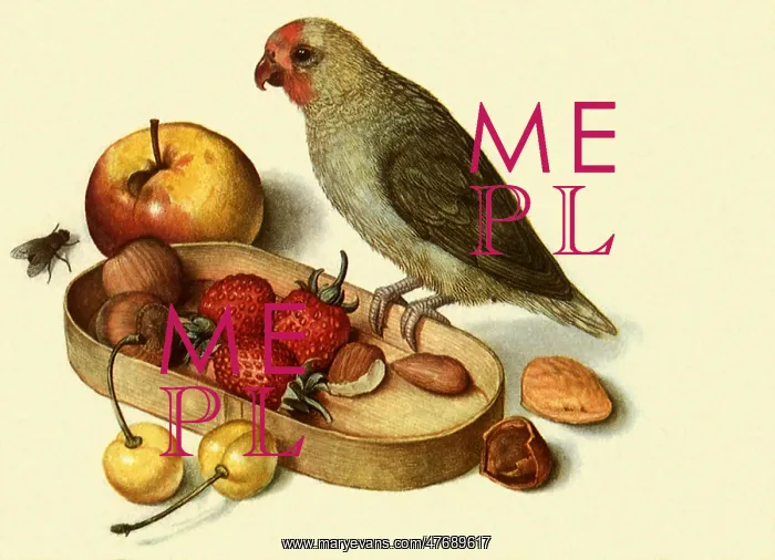  : Still Life with Pygmy Parrot