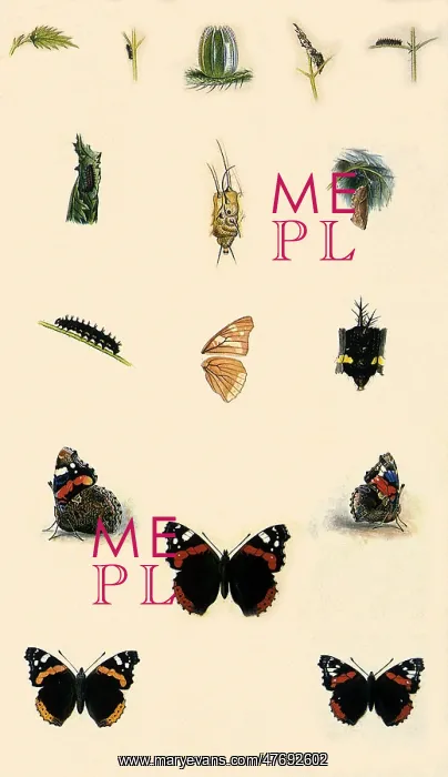 : Life of the Red Admiral Butterfly : Life of the Red Admiral Butterfly
