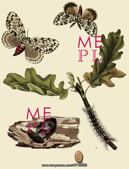 : Life Stages of the Black Arch Moth : Life Stages of the Black Arch Moth
