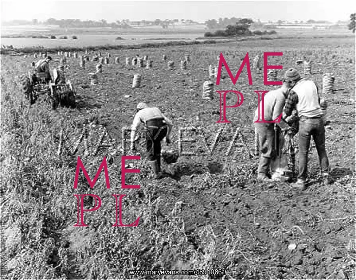 : LIFTING POTATOES : LIFTING POTATOES