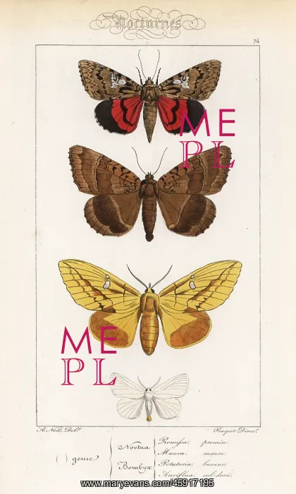 : Light crimson underwing, old lady, drinker and yellow-tail : Light crimson underwing, old lady, drinker and yellow-tail