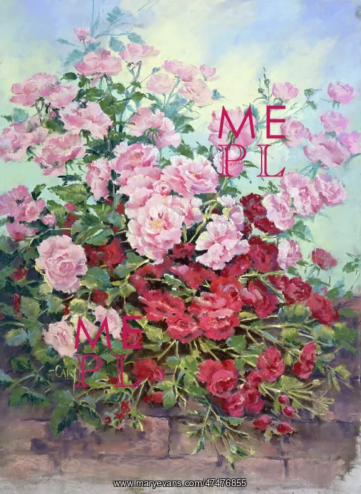  : Light and dark pink roses