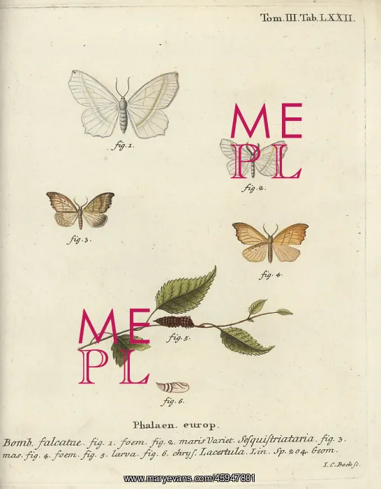 : Light emerald and scalloped hook-tip : Light emerald and scalloped hook-tip