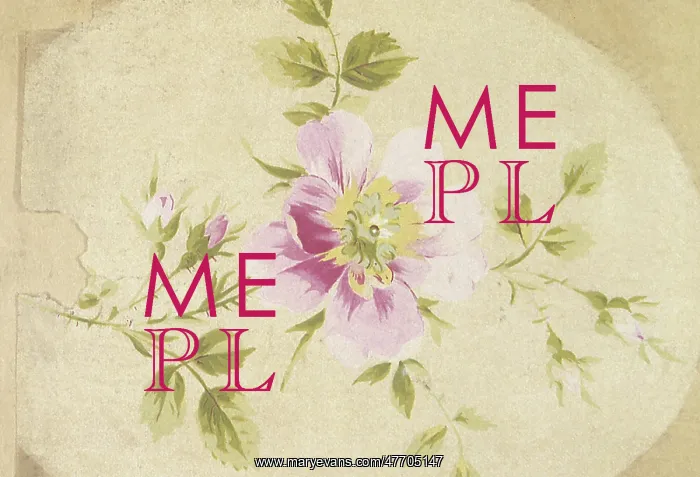  : A light purple flower on a baise background