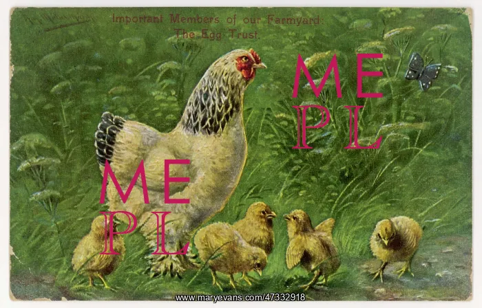  : LIGHT SUSSEX HEN