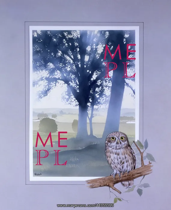 : Light through the trees and a perched Little Owl : Light through the trees and a perched Little Owl