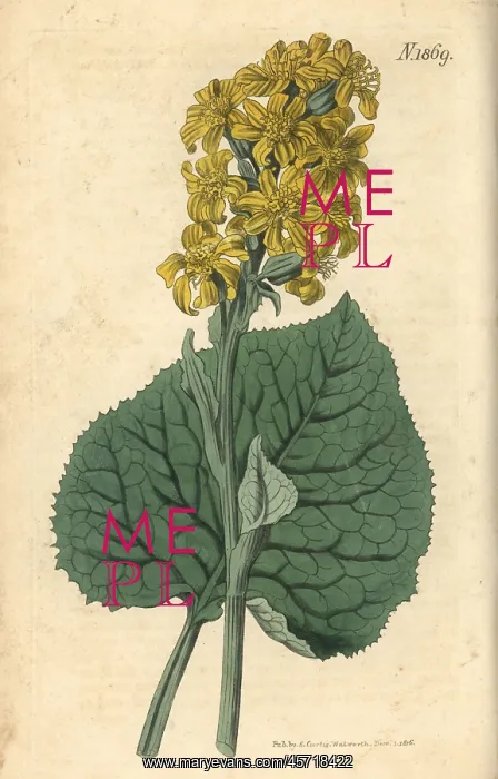 : Ligularia sibirica : Ligularia sibirica