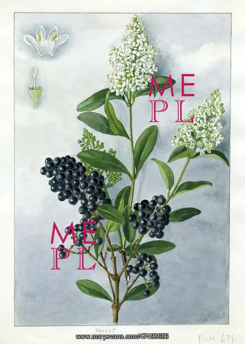 : Ligustrum vulgare - wild privet : Ligustrum vulgare - wild privet