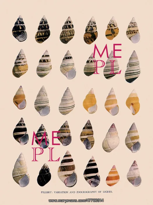 : Liguus Tree-Snails : Liguus Tree-Snails