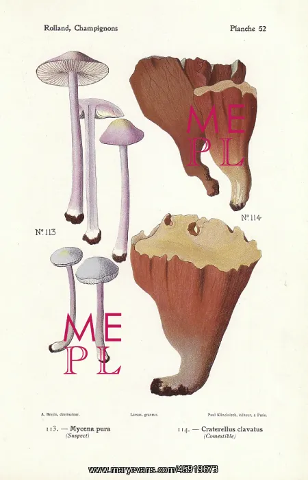 : Lilac bonnet and violet chanterelle : Lilac bonnet and violet chanterelle