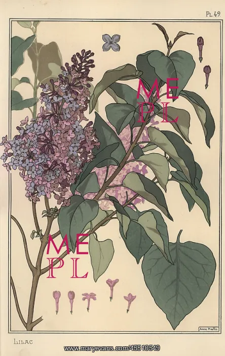 : Lilac botanical study : Lilac botanical study