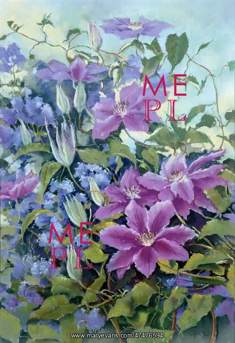  : Lilac Clematis Nellie Moser on Ceanothus
