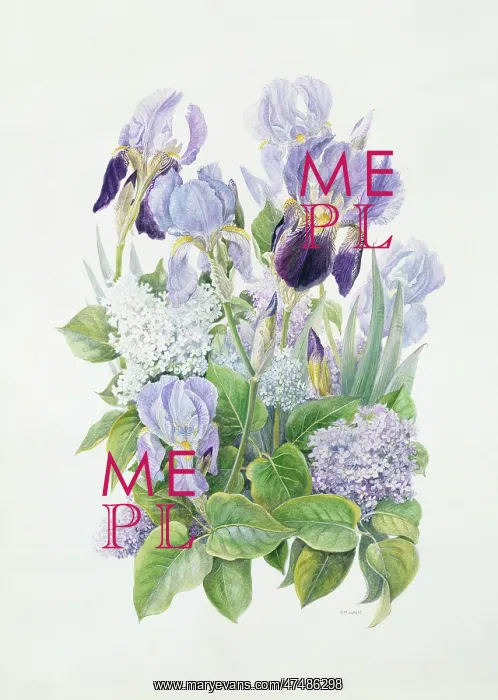  : Lilac and Irises