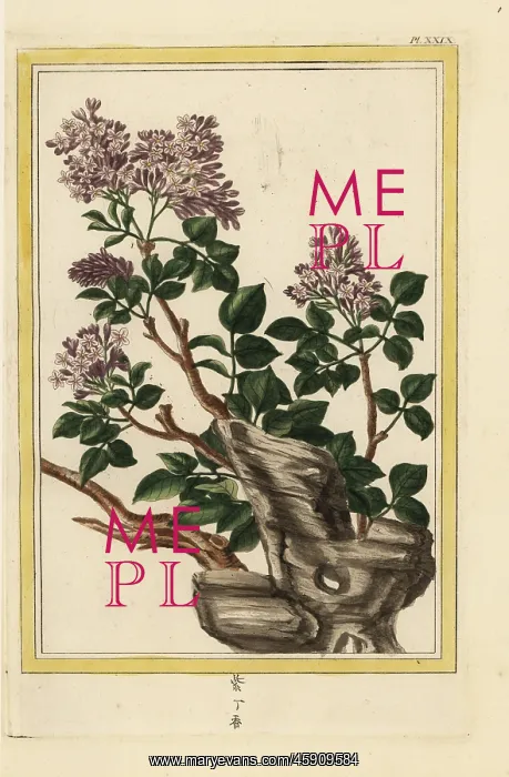 : Lilac, Syringa vulgaris : Lilac, Syringa vulgaris