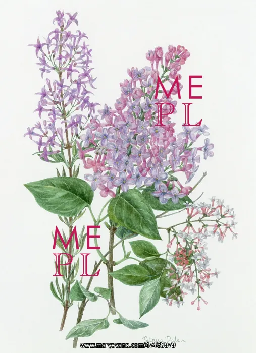 : The Lilacs : The Lilacs
