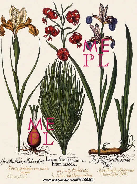 : Lilies and Irises : Lilies and Irises