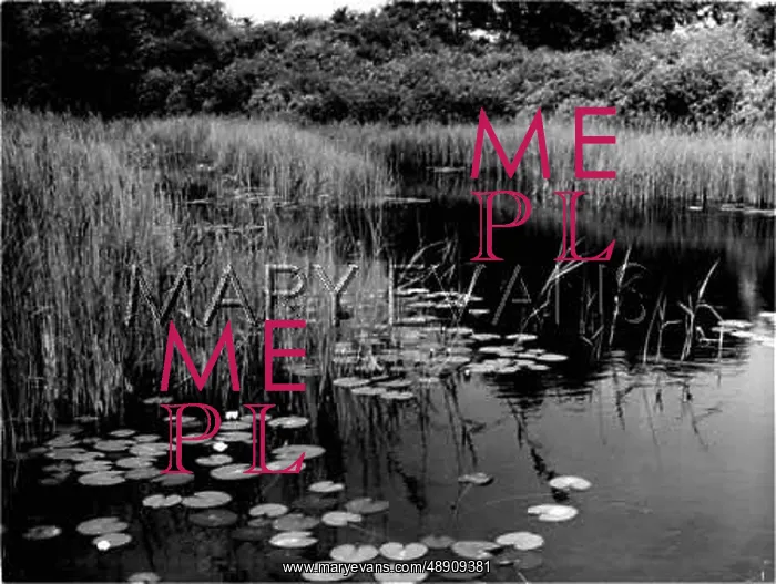 : LILIES ON A POND : LILIES ON A POND