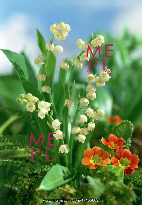  : Lilies of the valley and coloured primroses