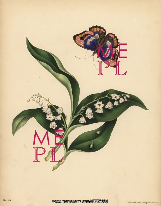 : Lilies of the Valley, Purity and return of : Lilies of the Valley, Purity and return of