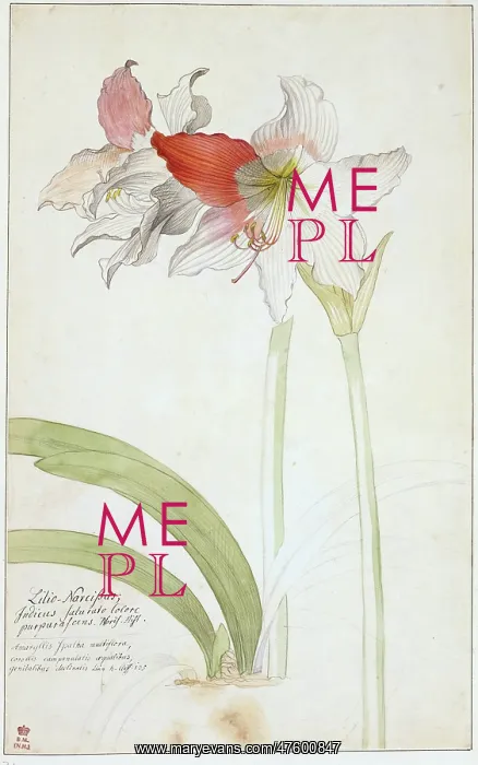 : Lilio narcissus : Lilio narcissus