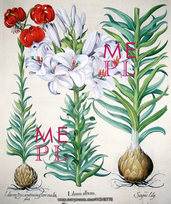  : Lilium Album - Lily