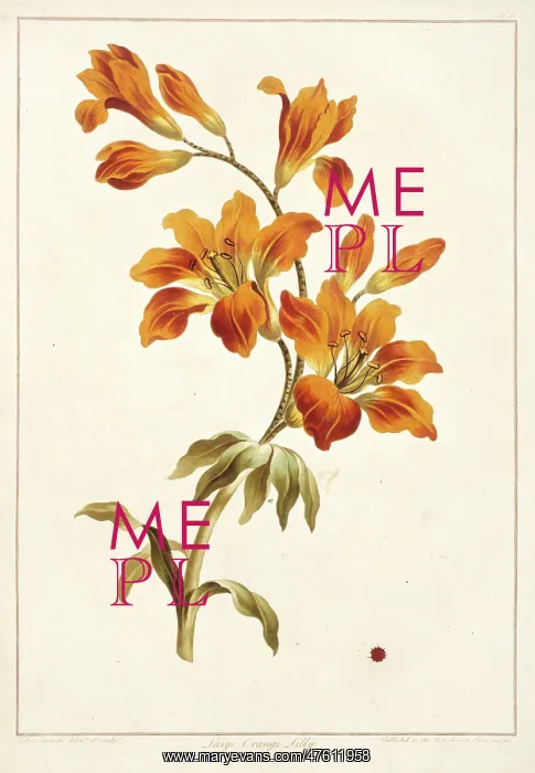 : Lilium bulbiferum, large orange lily : Lilium bulbiferum, large orange lily
