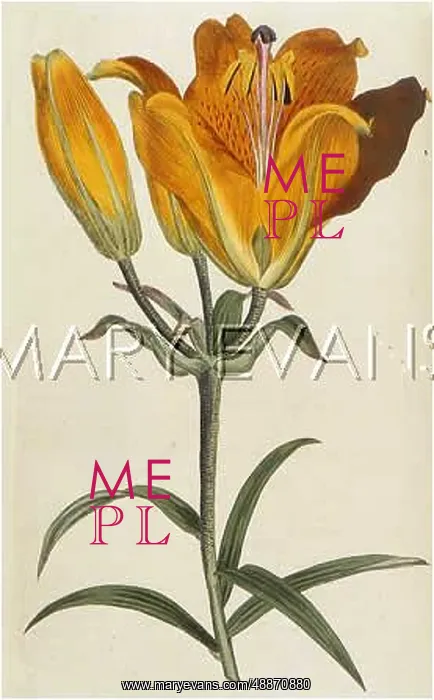 : Lilium Bulbiferum or Orange Lily : Lilium Bulbiferum or Orange Lily