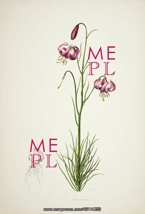 : Lilium cernuum : Lilium cernuum