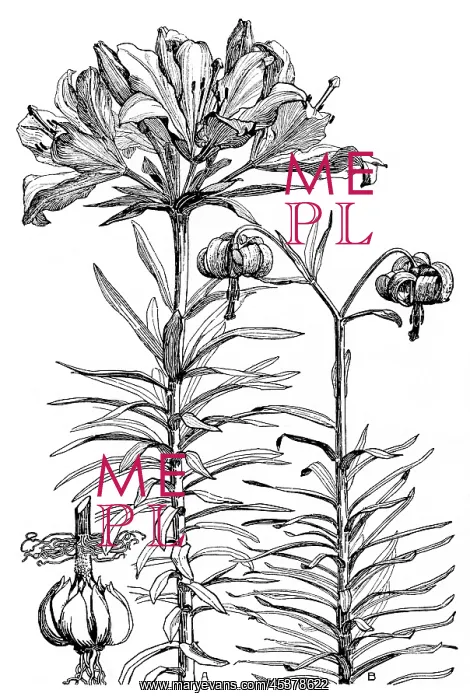 : Lilium croceum : Lilium croceum