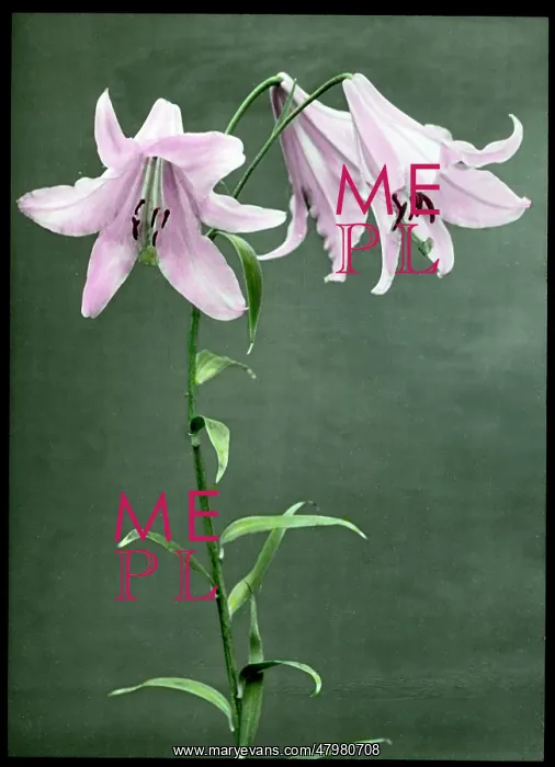 : Lilium Krameri (Lilium Japonicum) : Lilium Krameri (Lilium Japonicum)