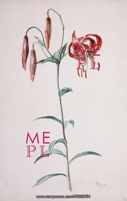 : Lilium lancifolium, tiger lily : Lilium lancifolium, tiger lily